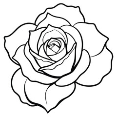 single rose isolated on white background