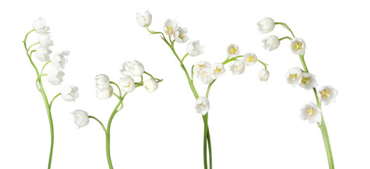 Beautiful lily of the valley flowers isolated on white, set