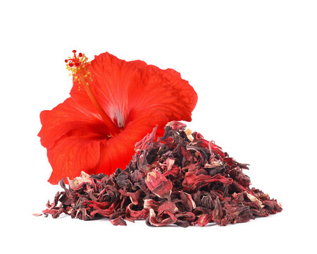 Red hibiscus flower and dried calyces on white background