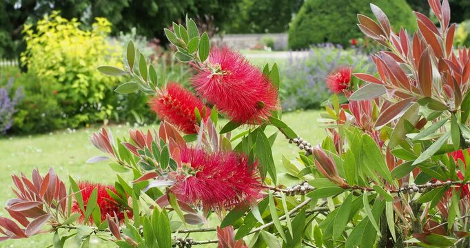 (Callistemon citrinus) Crimson bottlebrush. Cylindrical clusters of bright red flowers in spikes and narrow green leaves along arching stems swaying in the wind