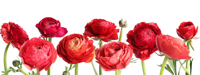 Many bright beautiful ranunculus flowers on white background, banner design