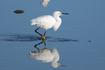 Elegant Snowy White Egret water bird gracefully wades through the estuary pond water along with reflection in search of food