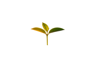 plant growing towards sun, stylized
