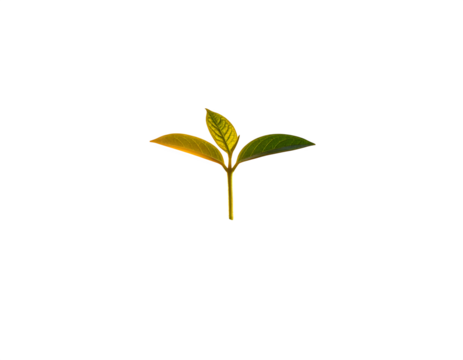 plant growing towards sun, stylized - Powered by Adobe