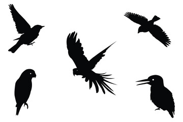 A black and white bird illustration. Birds silhouettes black vector