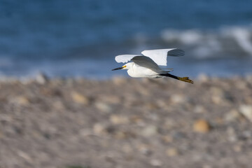 Elegant Snowy White Egret water bird gracefully flies across the beach sandbar to a better location