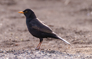 A Mysterious Black Bird is foraging diligently and gracefully on the Grounds surface Turdus merula