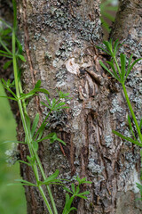 Close up of tree bark covered with lichen and creeping cleavers plant, rough natural texture with green leaves, spring forest detail, macro nature view, wild herb environment, rustic outdoor surface