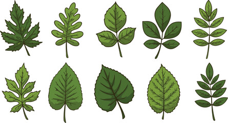 Illustration of ten different types of green leaves with varying shapes and vein patterns on white background