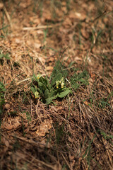 spring yellow flower with green leaves honeydew, snowdrop