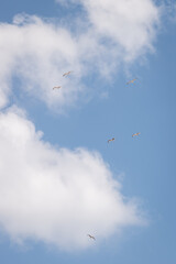 birds in the sky
