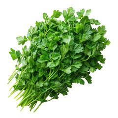 Obraz premium Fresh green parsley bunch isolated on dark background, vibrant herb foliage