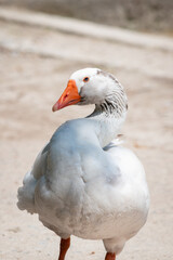 white goose on the beach