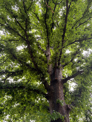 tree in the forest