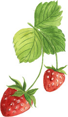 Watercolor hand-draw strawberry PNG