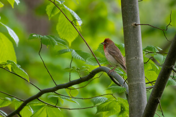 Common rosefinch Carpodacus erythrinus male singing on bush.