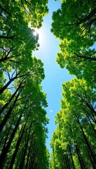 Obraz premium Majestic canopy of lush green forest trees reaching towards a vibrant blue sky, sunlight filtering through leaves Perfect for nature, environment, and travel themes , summer, above