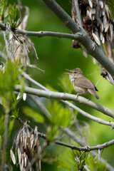 Marsh warbler posing on a dry branch