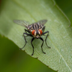 Flies (Sarcophaga Carnaria) - Close up details of flies
