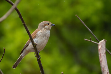 Lanius collurio - red - backed shrike female