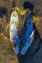 Two blue mussel shells rest on sandy beach in warm coastal sunlight