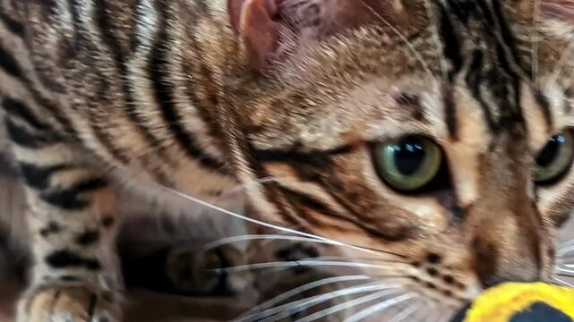 Front view of a tiger cat's head looking into the camera. Close-up.