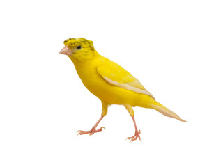 canary isolated on white background