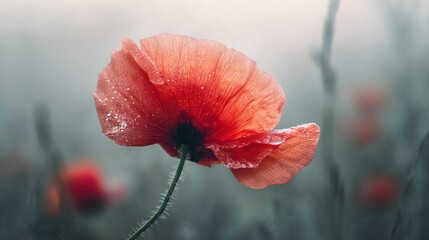 Obraz premium A zoom-in of a crimson blossom, adorned with droplets of moisture, set against a hazy backdrop of the sky