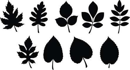 A collection of various leaf silhouettes displayed on a white background in a botanical arrangement