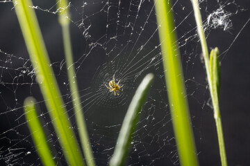 Spider in Web Among Grass Stalks