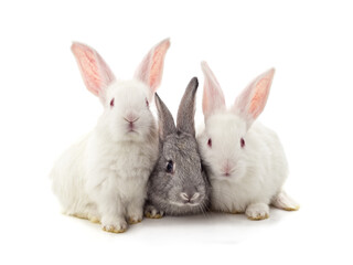 Three little rabbits.