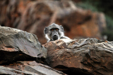Africa- A Cute Wild Baboon Looking Down From a Cliff