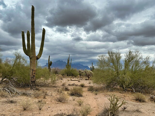 A Threat of Rain near the Superstition Mountains 