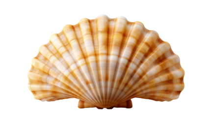 High quality isolated Scallops shell lated on PNG image on transparent background for commercial use