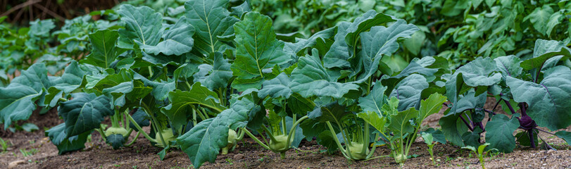 In a lush green patch, thriving kohlrabi plants display their growth in fertile soil, symbolizing...