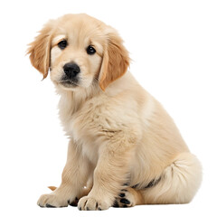 Adorable Golden Retriever Puppy Sitting Down Looking at the Camera