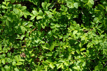Green Bilberry Leaf Texture in Forest – Organic Nature Background for Design