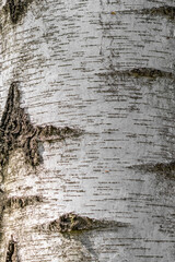 White Birch Bark Texture Background – Close-Up Nature Pattern