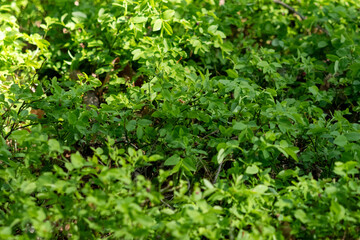 Dense Wild Bilberry Plants in Natural Forest Habitat – Lush Green Foliage Close-up