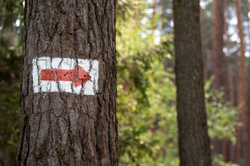 Fototapeta premium Directional Red Arrow on Tree – Forest Trail Marker for Outdoor Tourists