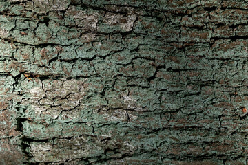 Old Oak Tree Bark Texture – Cracks and Organic Surface
