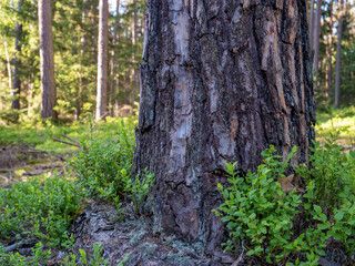 Close-up of the trunk of an old pine tree, with berries growing at the bottom, spring time.