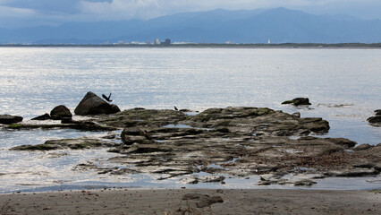 sea lions on the beach