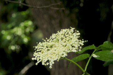 Elderberry plant flower close up.