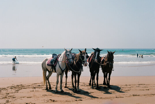 horses on the beach