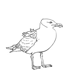 Hand-drawn vector of a seagull standing in profile, wings folded, upper feathers slightly lifted by wind. Black line art on white background, isolated, minimal and realistic style