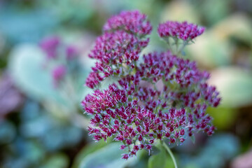 A close-up of a Sedum or Stonecrop plant with green flower buds and thick leaves. Blurred green foliage constitutes the background.