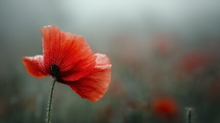 Obraz premium A clear photo of a red flower with glistening water droplets on its petals against a sharp green-and-yellow grass and flower backdrop