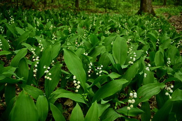 lily of the valley