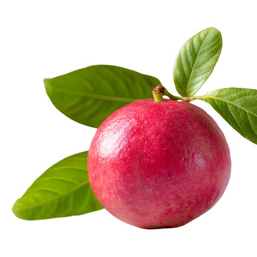 Carandas cherry fruit with green leaves isolated on transparent background, a tropical and healthy ingredient